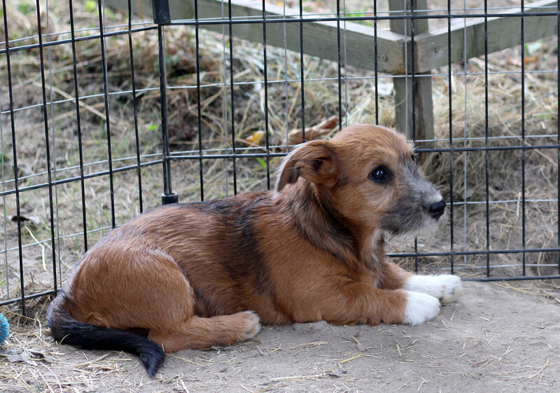 Mischlingshund SOFIA aus Rumänien