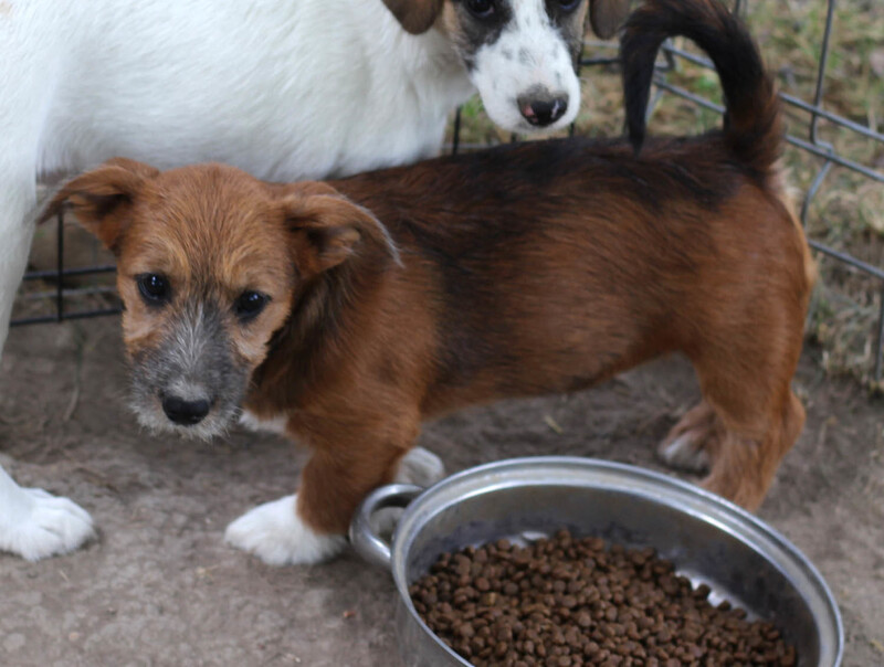 Mischlingshund SOFIA aus Rumänien