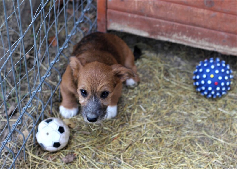 Mischlingshund SOFIA aus Rumänien