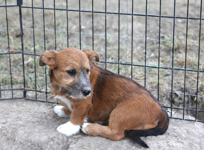 Mischlingshund SOFIA aus Rumänien