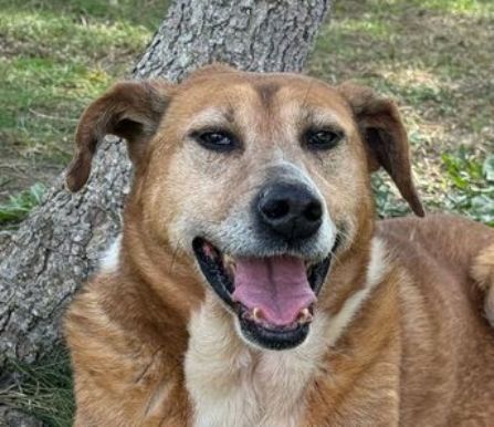 Mischlingshund KAYA aus Bulgarien