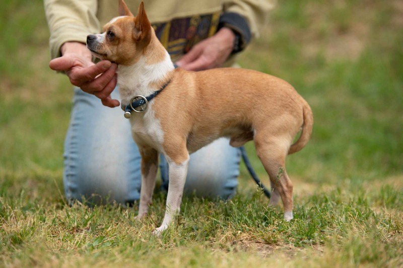 Wunderschone Hunde Aus Ungarn Bild