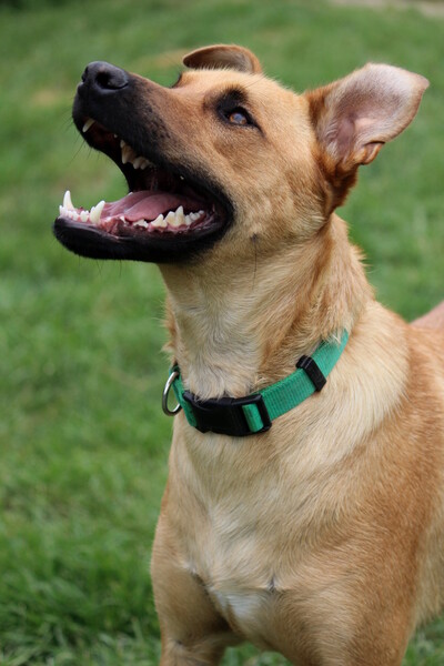 tierheim siebengebirge hunde tierheim siebengebirge hunde