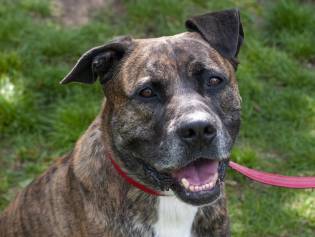 79+ American Staffordshire Bull Terrier Boxer Mix