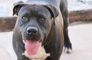 Gretel American Staffordshire Terrier Mix In Italien