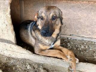 Tierengel Grenzenlos Hunde Und Welpen In Not Vermittelt
