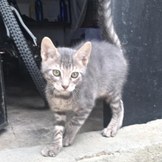 Tabby Russisch Blau Mix In Spanien