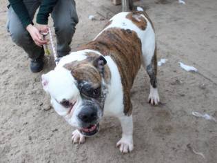 55+ Blue American Bulldog Cross Pitbull