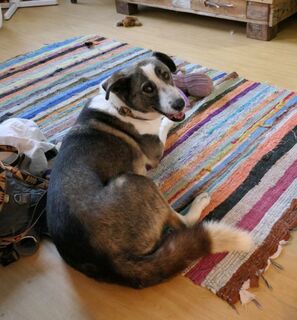 Cute Siberian Husky Greyhound Mix