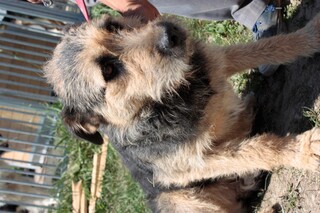 Talis Briard Schnauzer Mix In Rumanien