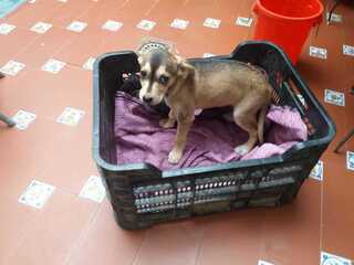 Dolly Mischlingshund In Spanien