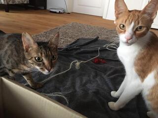 Sonny Hauskatze In Griechenland
