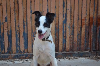 99+ Chihuahua Dog Mix With Jack Russell