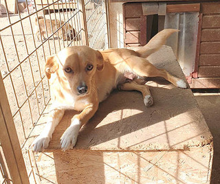 77+ Chihuahua Lab Mix