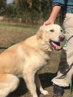 Droll Yellow Labrador Golden Retriever Mix