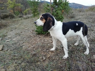 Mateo Beagle In Spanien