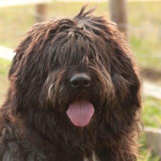Magic Max Neufundlander Labrador Pudel Mix In Lauf