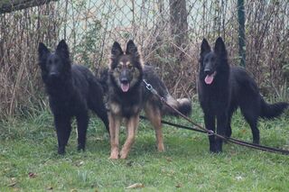 Tony Altdeutscher Hutehund In Warstein
