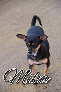 Mika Chihuahua In Spanien