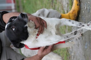 Farellos Labrador Dalmatiner Mix In Rumanien