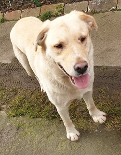 Marley Labrador Retriever Mix In Kroatien