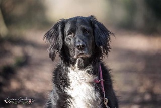 Kori Golden Retriever Border Collie Mix In Burgdorf