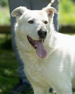 Maia Labrador Schweizer Sennenhund Mix In Kroatien