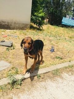 Petra Griechischer Jagdhund Mix In Griechenland