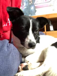 jack russell terrier kaufen kroatien jack russell terrier kaufen kroatien