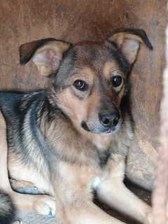 Teddy Mischlingshund In Rumanien