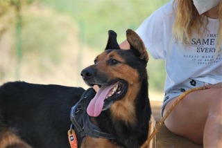 Sherkan Deutscher Schaferhund Mix In Spanien