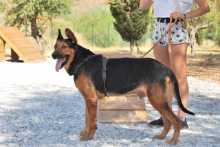 Sherkan Deutscher Schaferhund Mix In Spanien