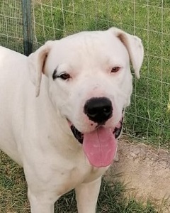 Leonidas Dogo Argentino In Italien