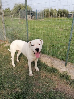 Leonidas Dogo Argentino In Italien