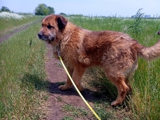 Alf Deutscher Schaferhund Mix In Rumanien