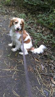 Ollie Welsh Springer Spaniel Mix In Koln