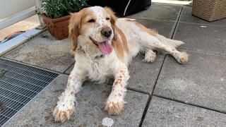 Ollie Welsh Springer Spaniel Mix In Koln