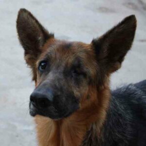 Cala Deutscher Schaferhund In Spanien