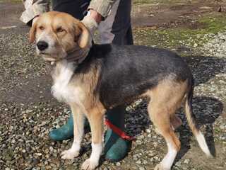 Schnauzer beagle hot sale mix