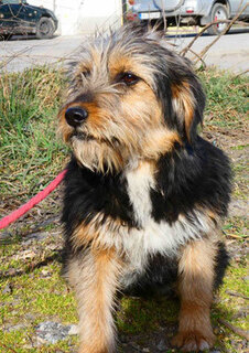 schnauzer terrier mix dog