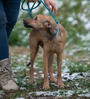 Italienischer Windhund Terrier Mix