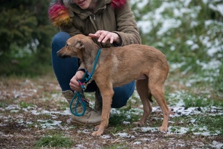 Italienischer Windhund Terrier Mix