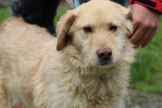 Golden store retriever schnauzer