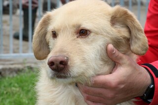 Schnauzer and golden retriever hot sale mix