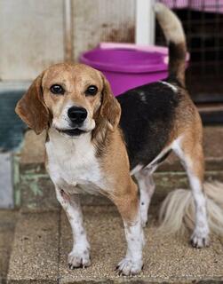 chiot berger allemand beagle mix