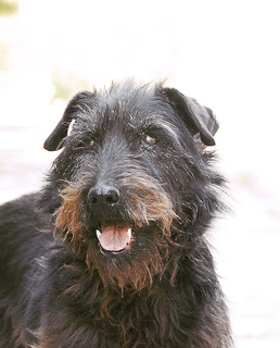 Terriermix popular Hündin sucht Traumzuhause