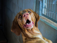 REMO, Hund, Mischlingshund in Spanien - Bild 6