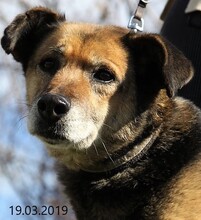 SONIA, Hund, Mischlingshund in Bulgarien - Bild 1