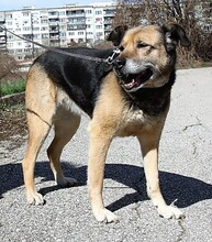 SONIA, Hund, Mischlingshund in Bulgarien - Bild 10