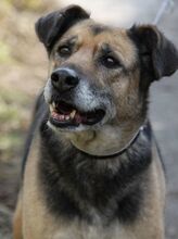 SONIA, Hund, Mischlingshund in Bulgarien - Bild 11